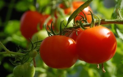 Serre de jardin : comment cultiver ses légumes ?