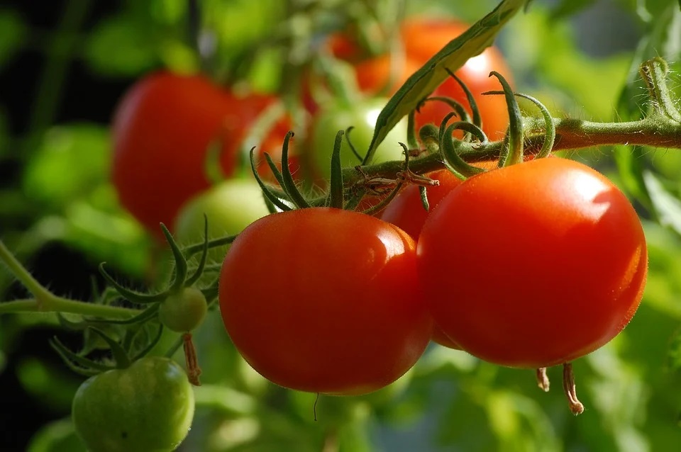 cultiver ses légumes sous une serre de jardin