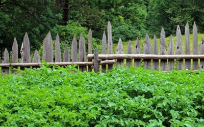 Comment se protéger des regards indiscrets au jardin ?