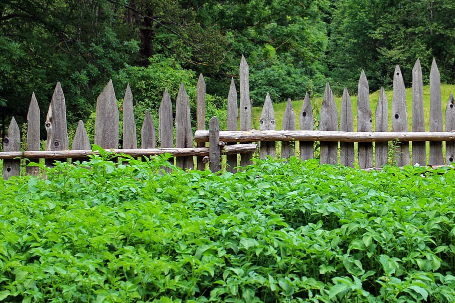 panneau occultant haie jardin