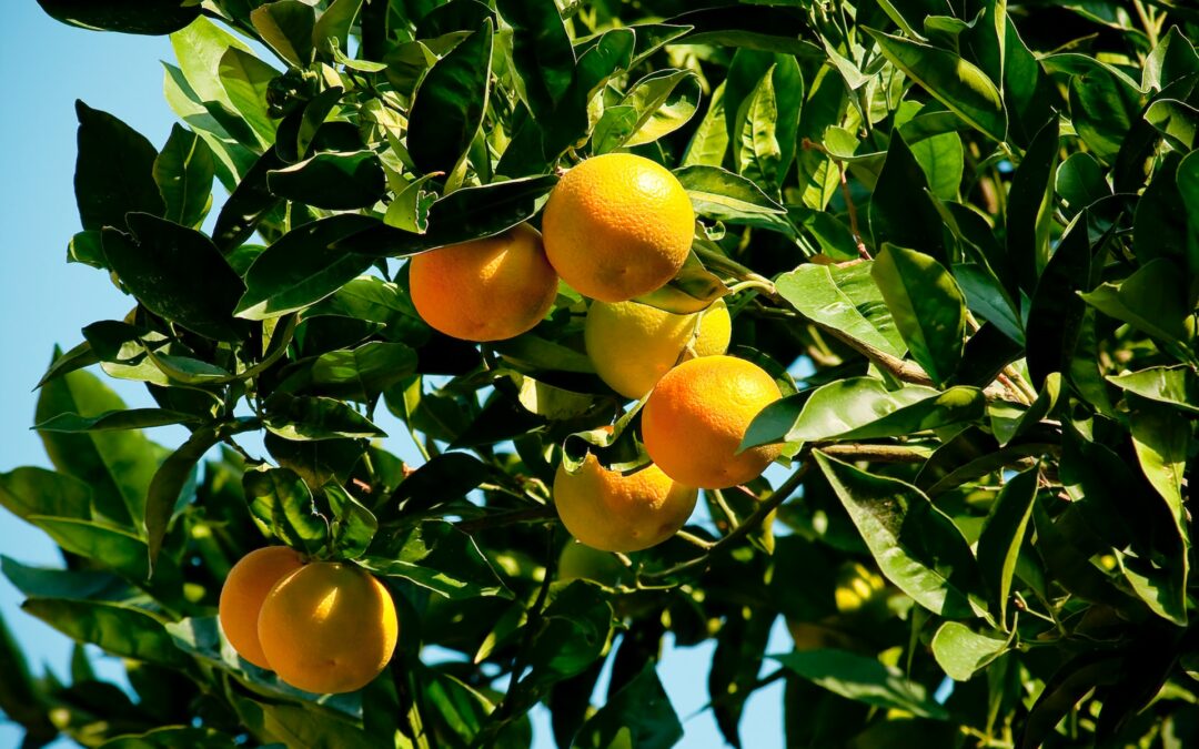 Comment faire pousser des agrumes bio et naturels à la maison ?