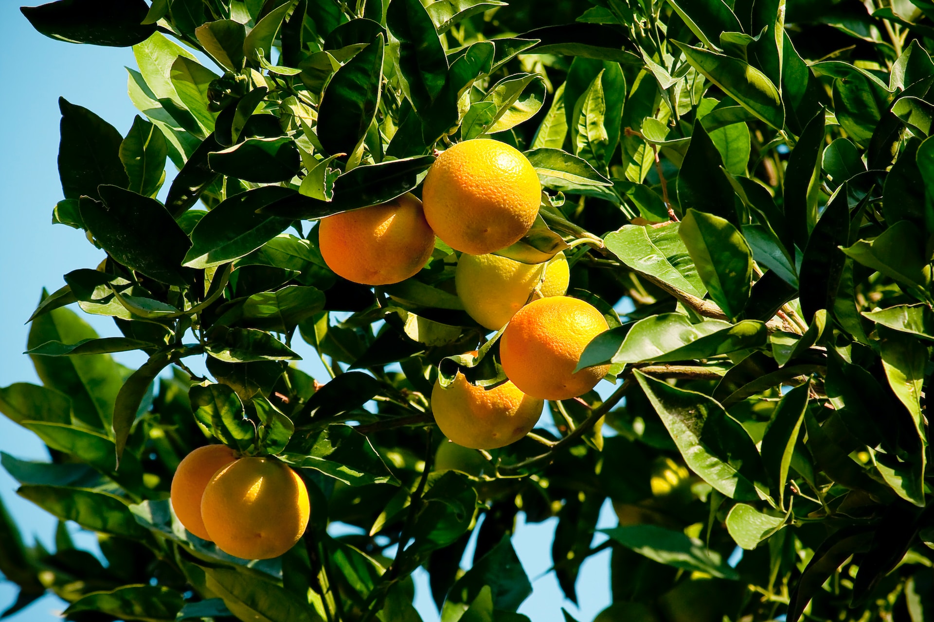 Comment faire pousser des agrumes bio et naturels à la maison ? | All