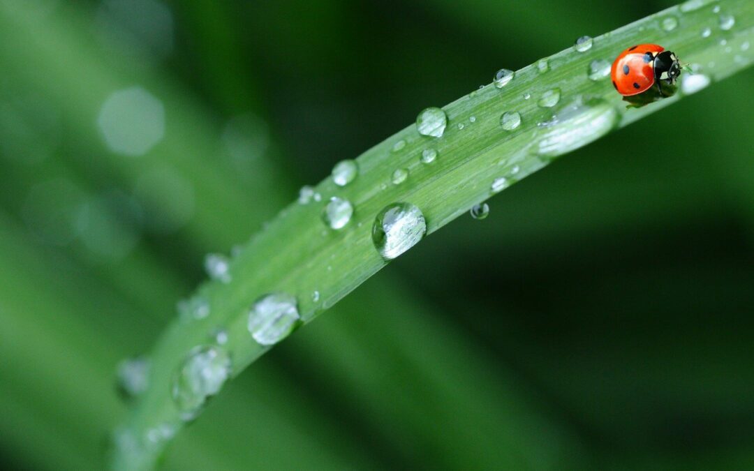 récupérateur d'eau